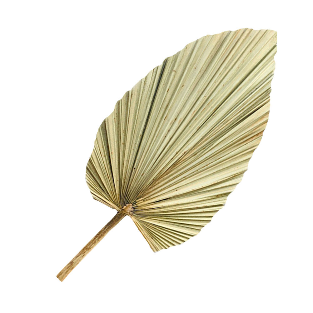 Palm Leaf Dried - 1Pcs Vivid Palm Leaf Decor Natural