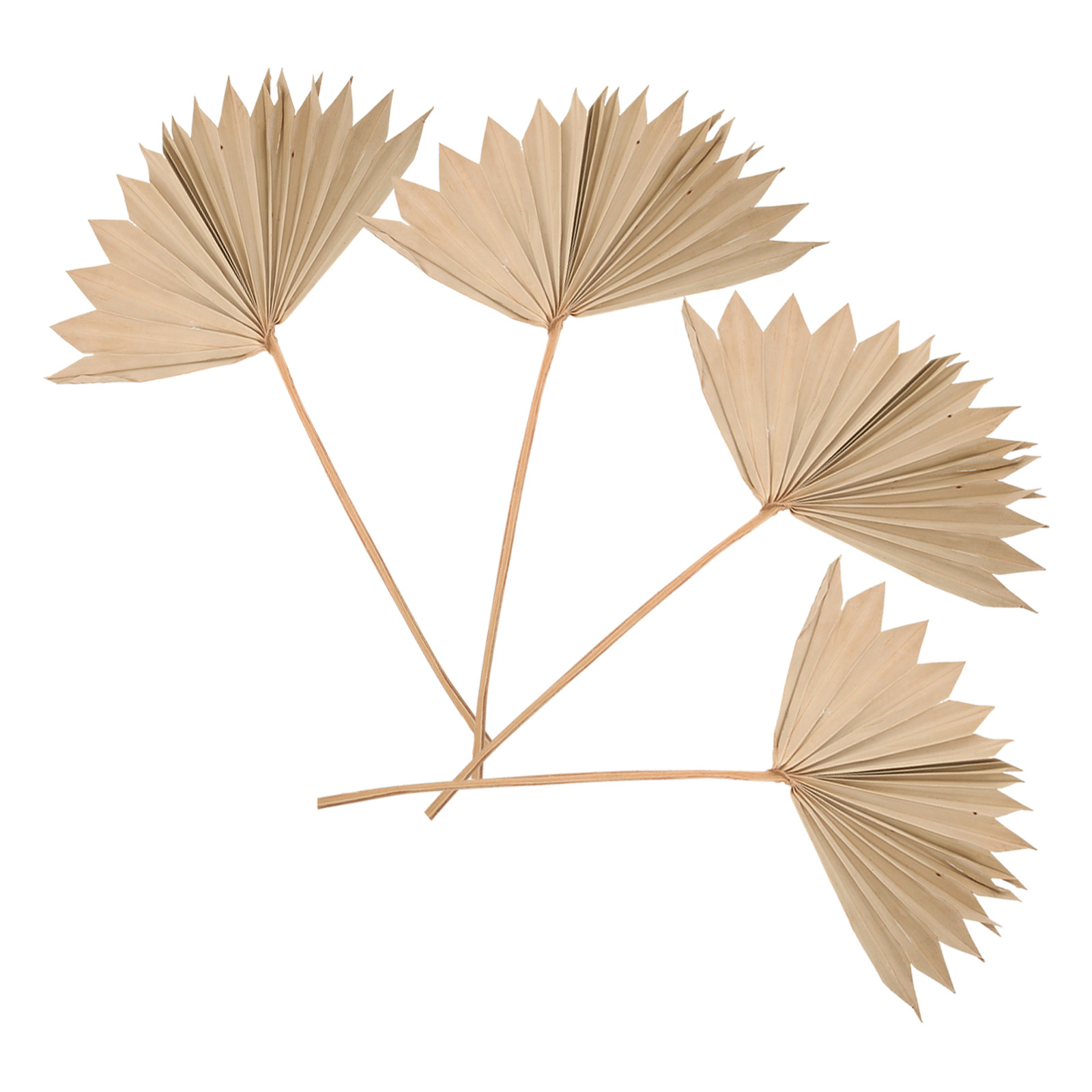Palm Leaf Dried - 4Pcs Dried Palm Leaves Decor Natural