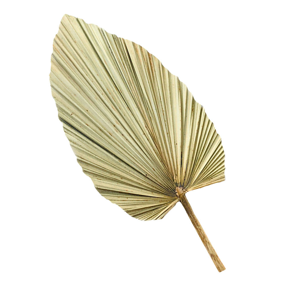 Palm Leaf Dried - 1Pcs Dried Palm Leaf Decor Natural