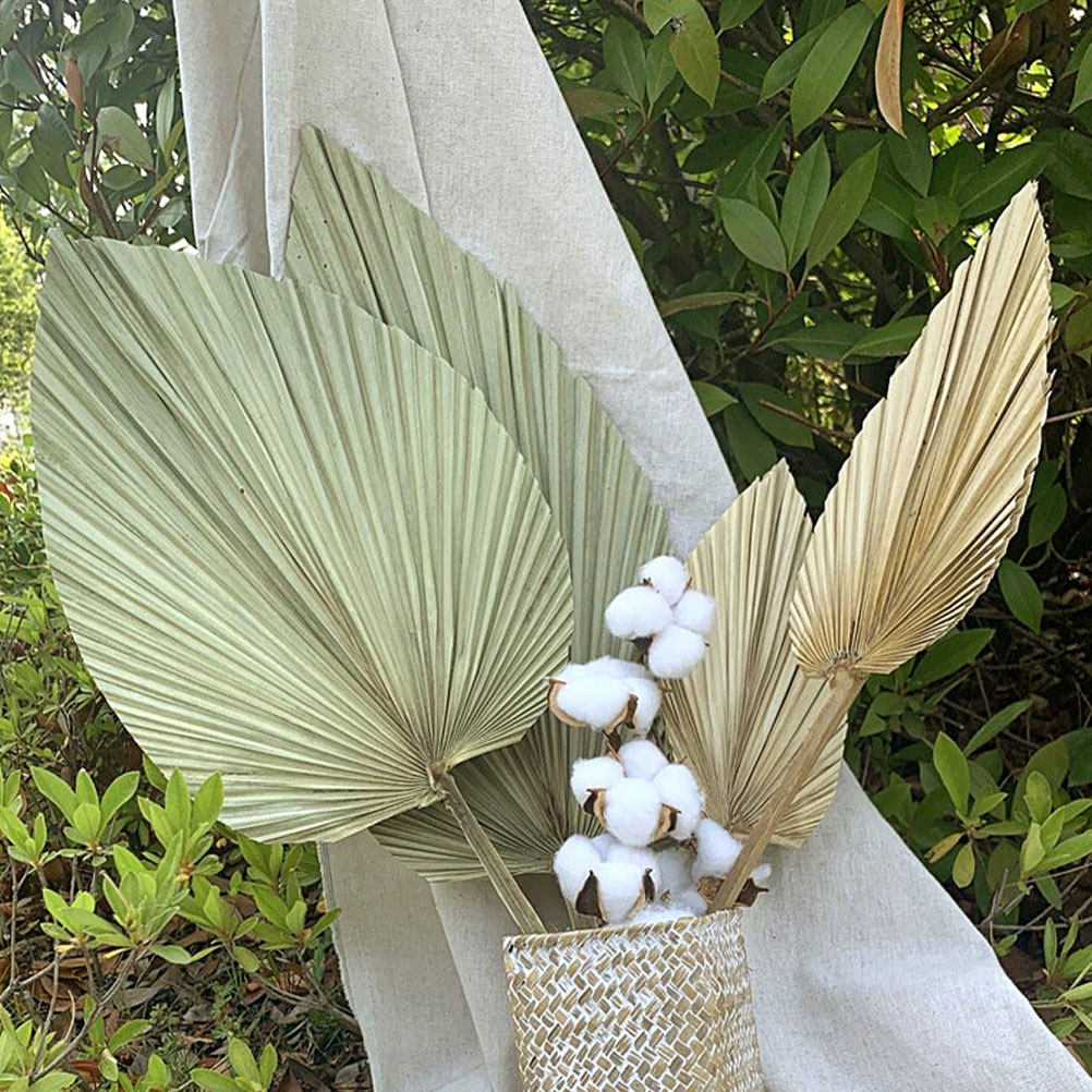 1Pcs Natural Dried Palm Leaf W - đánh giá và giá Palm Leaf Dried