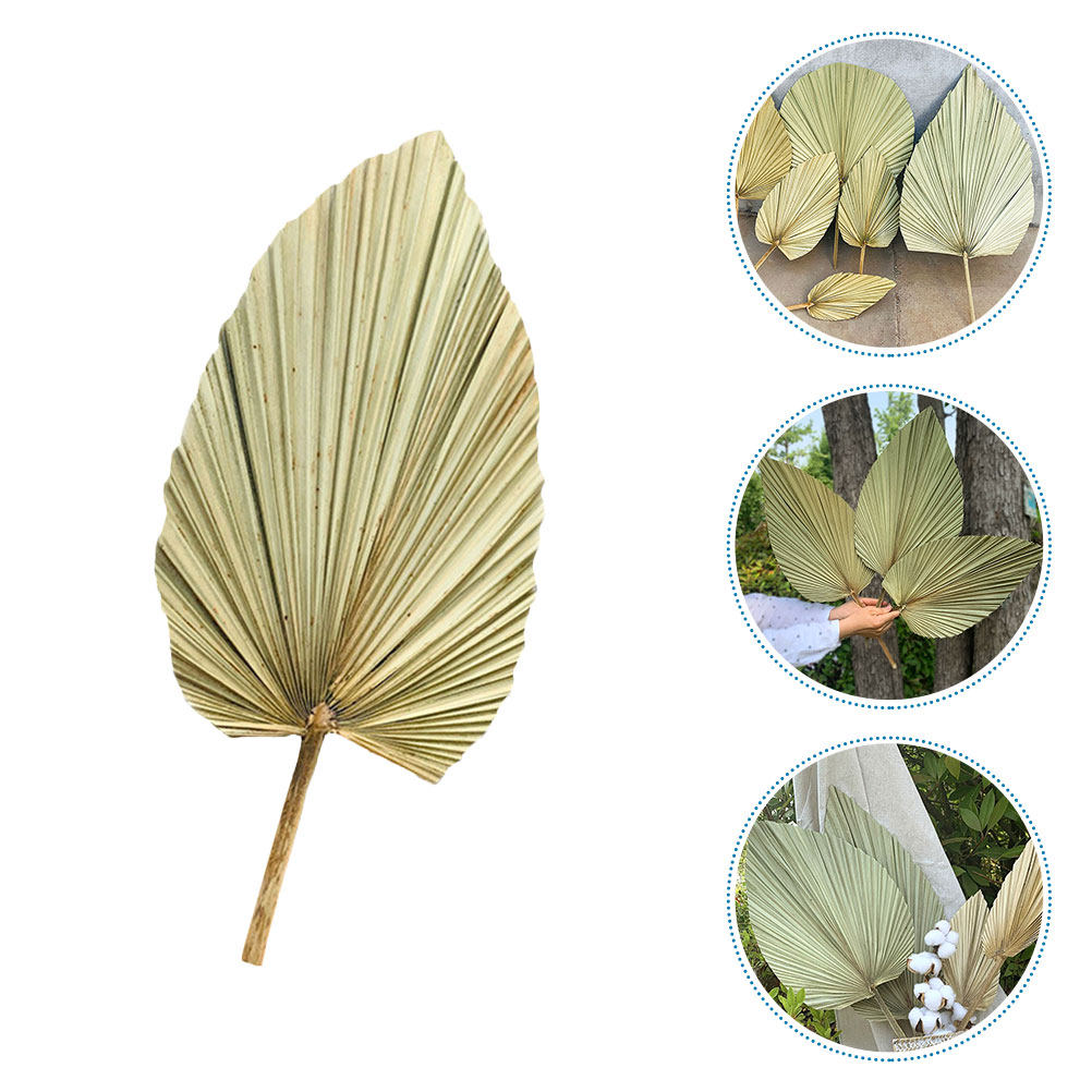 1Pcs Natural Dried Palm Leaf W - đánh giá và giá Palm Leaf Dried