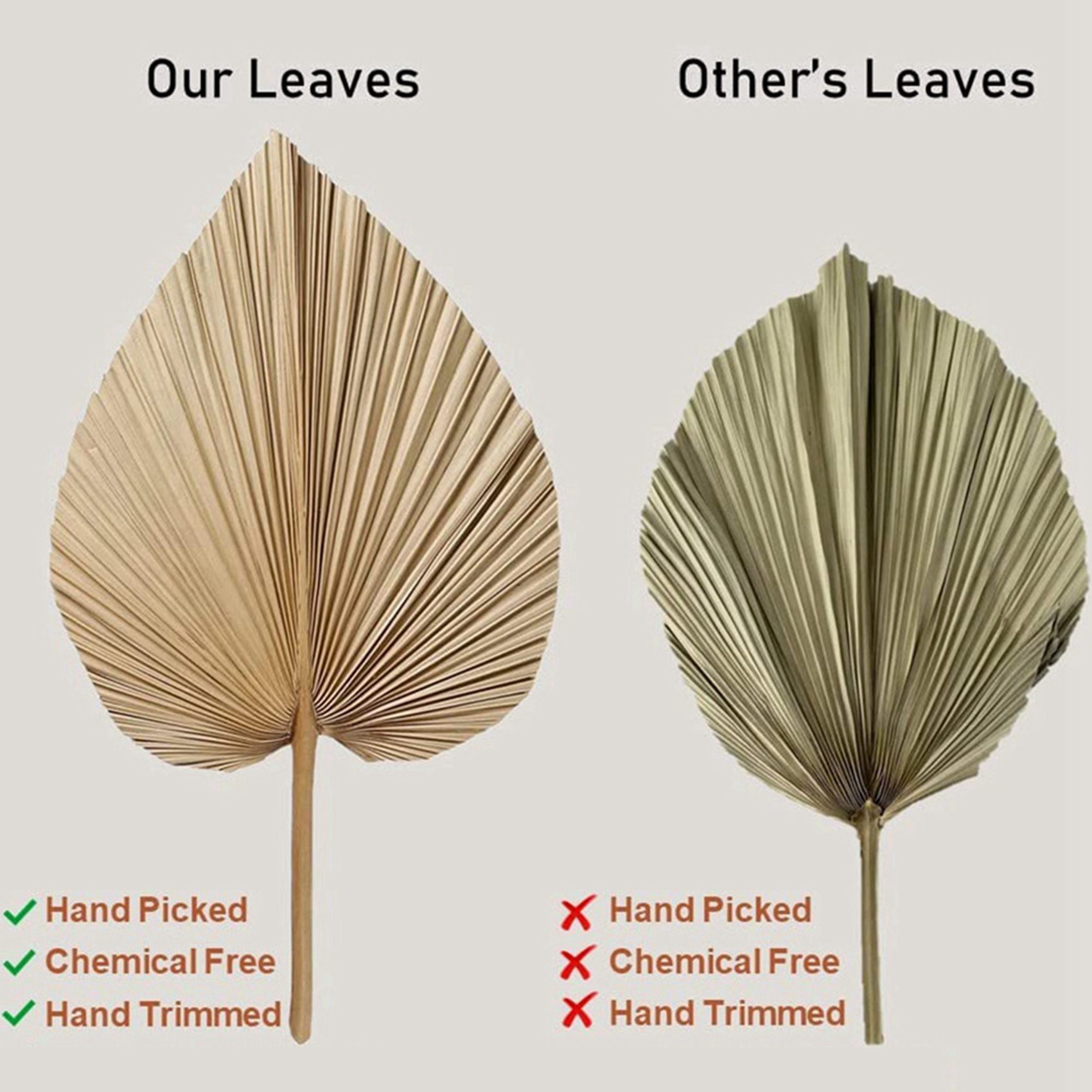 8 Pieces Natural Dried Palm Le - đánh giá và giá Palm Leaf Dried