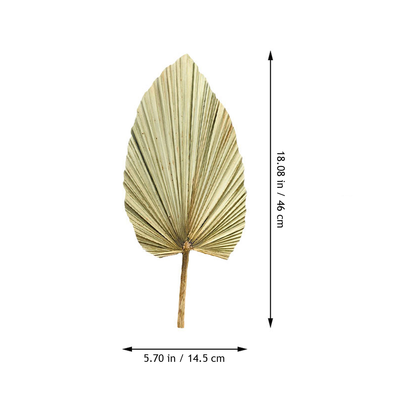 1Pcs Vivid Palm Leaf Decor Nat - đánh giá và giá Palm Leaf Dried