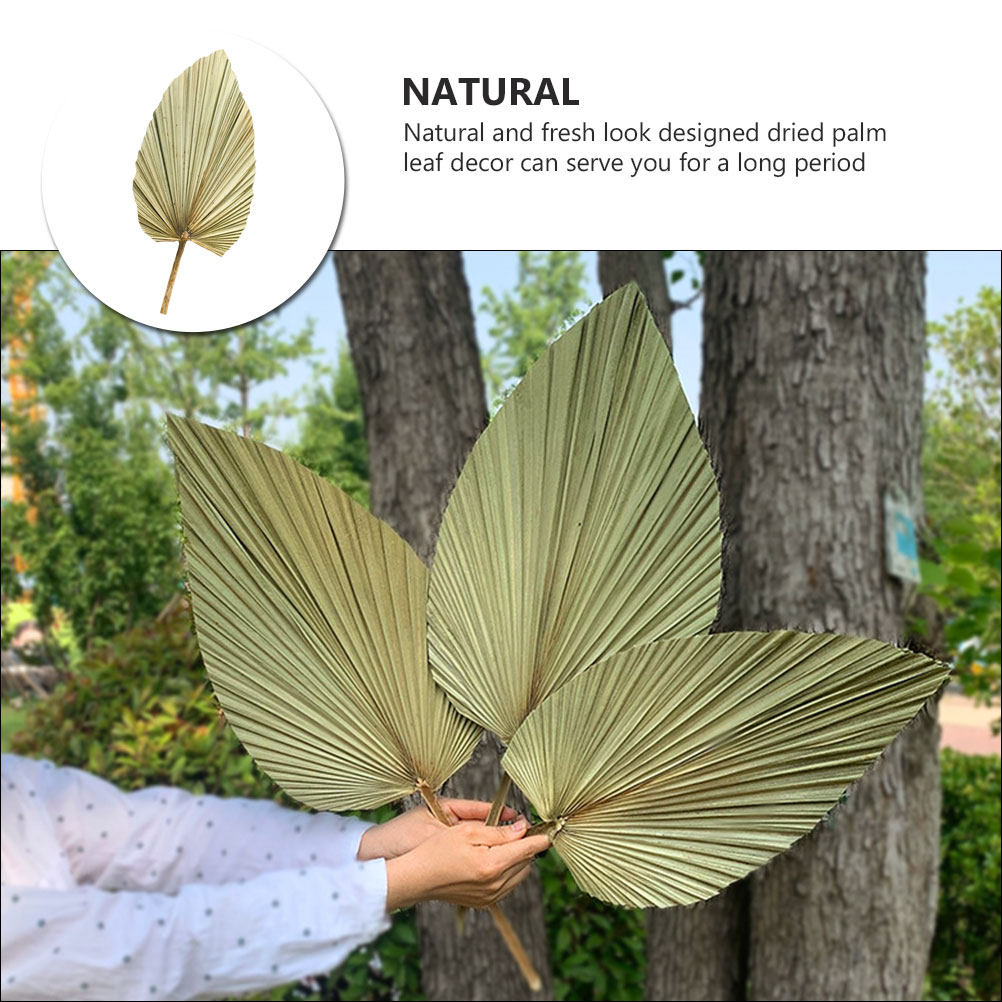 1Pcs Vivid Palm Leaf Decor Nat - đánh giá và giá Palm Leaf Dried