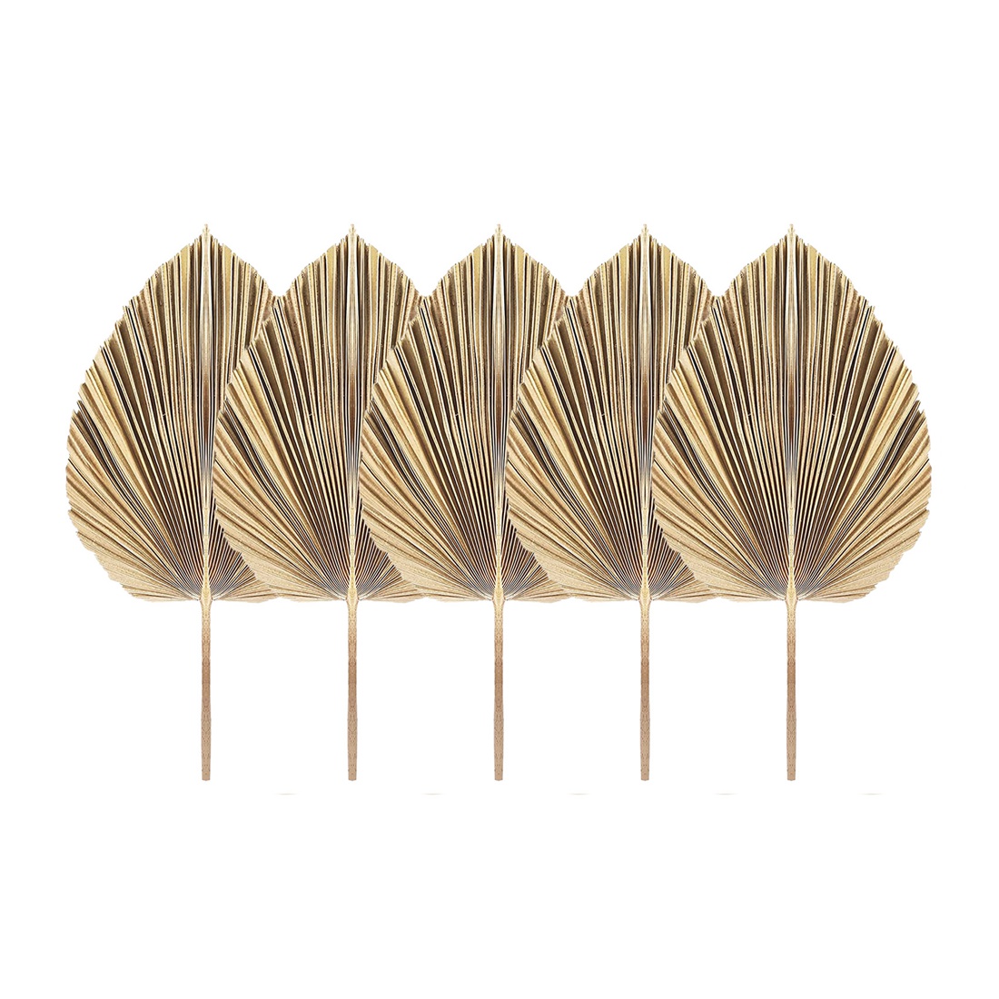 5Pcs Natural Dried Palm Leaves - đánh giá và giá Palm Leaf Dried