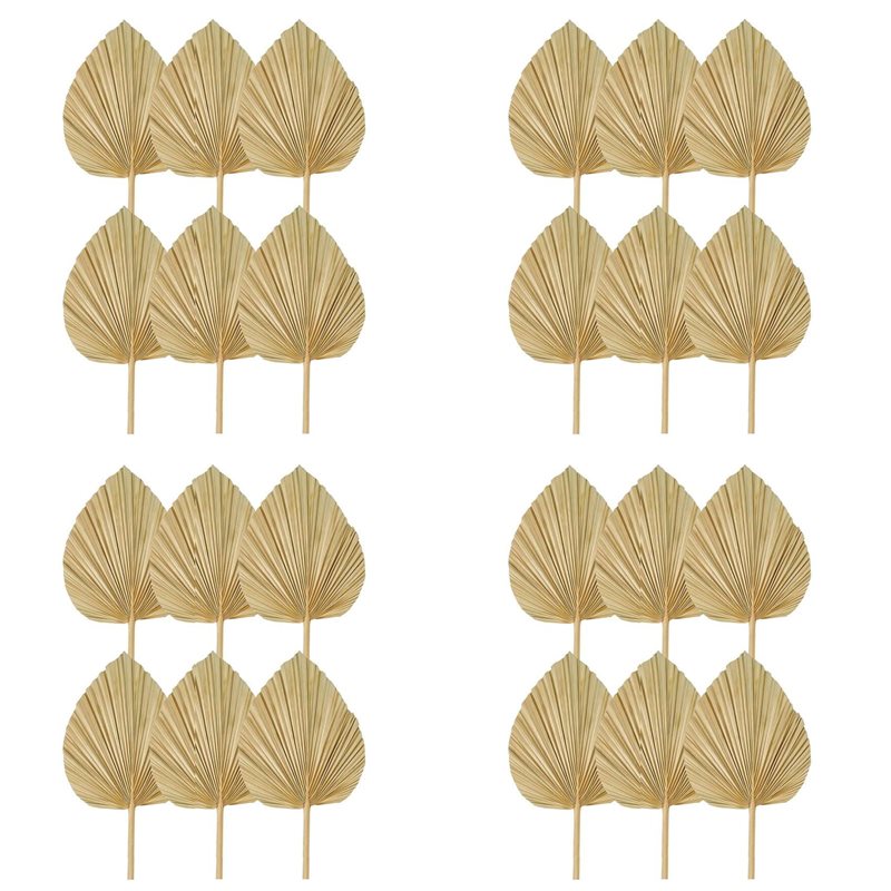 【CHRISTMAS 】24PCS Dried Palm L - đánh giá và giá Palm Leaf Dried
