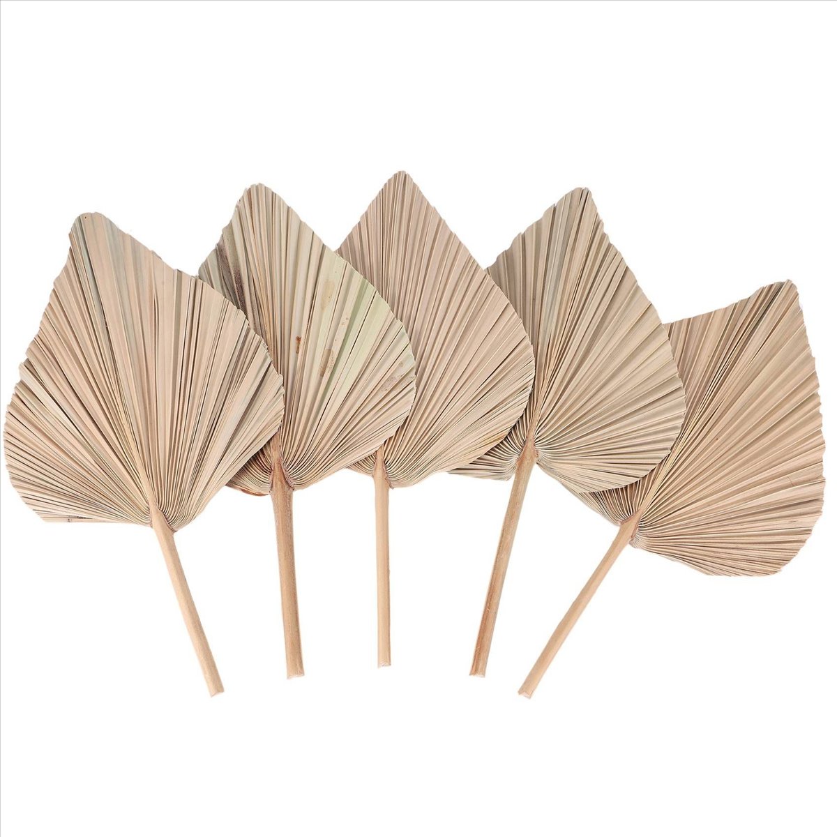 NOCM Dried Palm Leaves Room De - đánh giá và giá Palm Leaf Dried