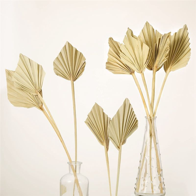 ABYN-Boho Dried Palm Spears Sm - đánh giá và giá Palm Leaf Dried