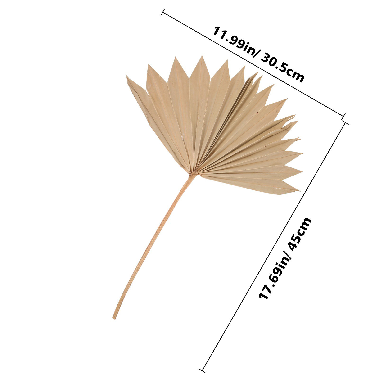 4Pcs Natural Dried Palm Leaf F - đánh giá và giá Palm Leaf Dried
