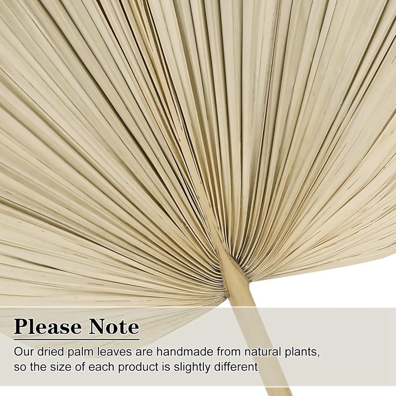 New 6PCS Dried Palm Leaves Nat - đánh giá và giá Palm Leaf Dried