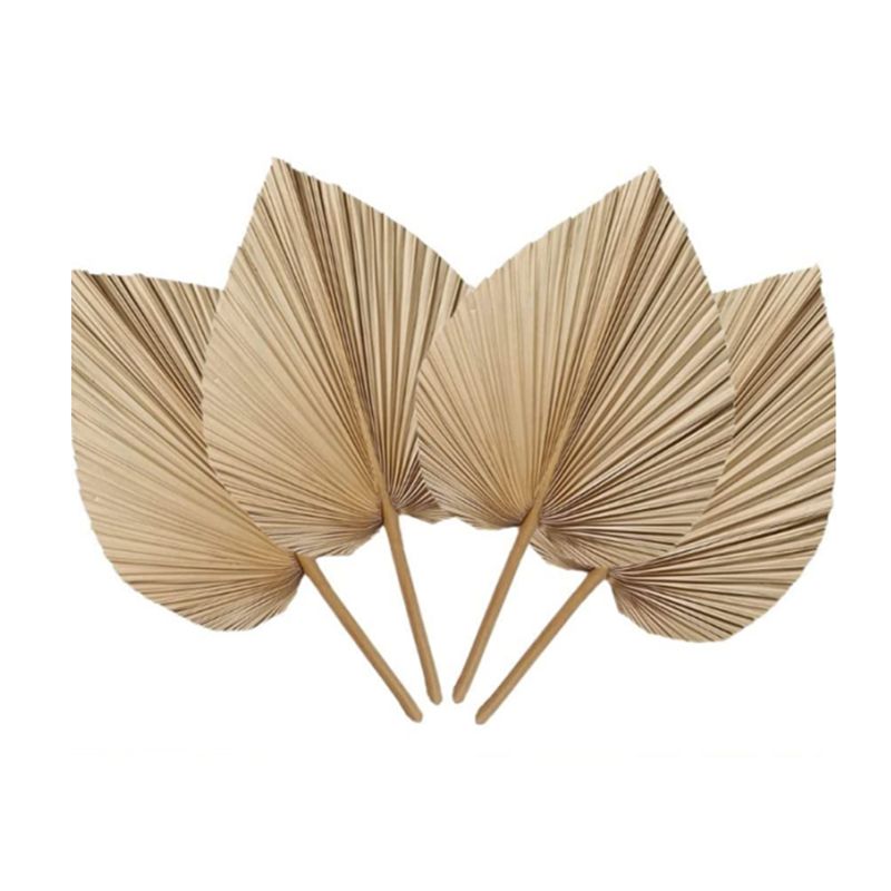 A27F-6Pcs Natural Tropical Dri - đánh giá và giá Palm Leaf Dried