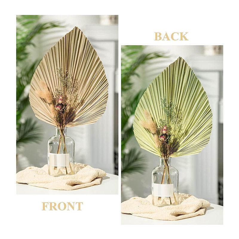 A27F-6Pcs Natural Tropical Dri - đánh giá và giá Palm Leaf Dried