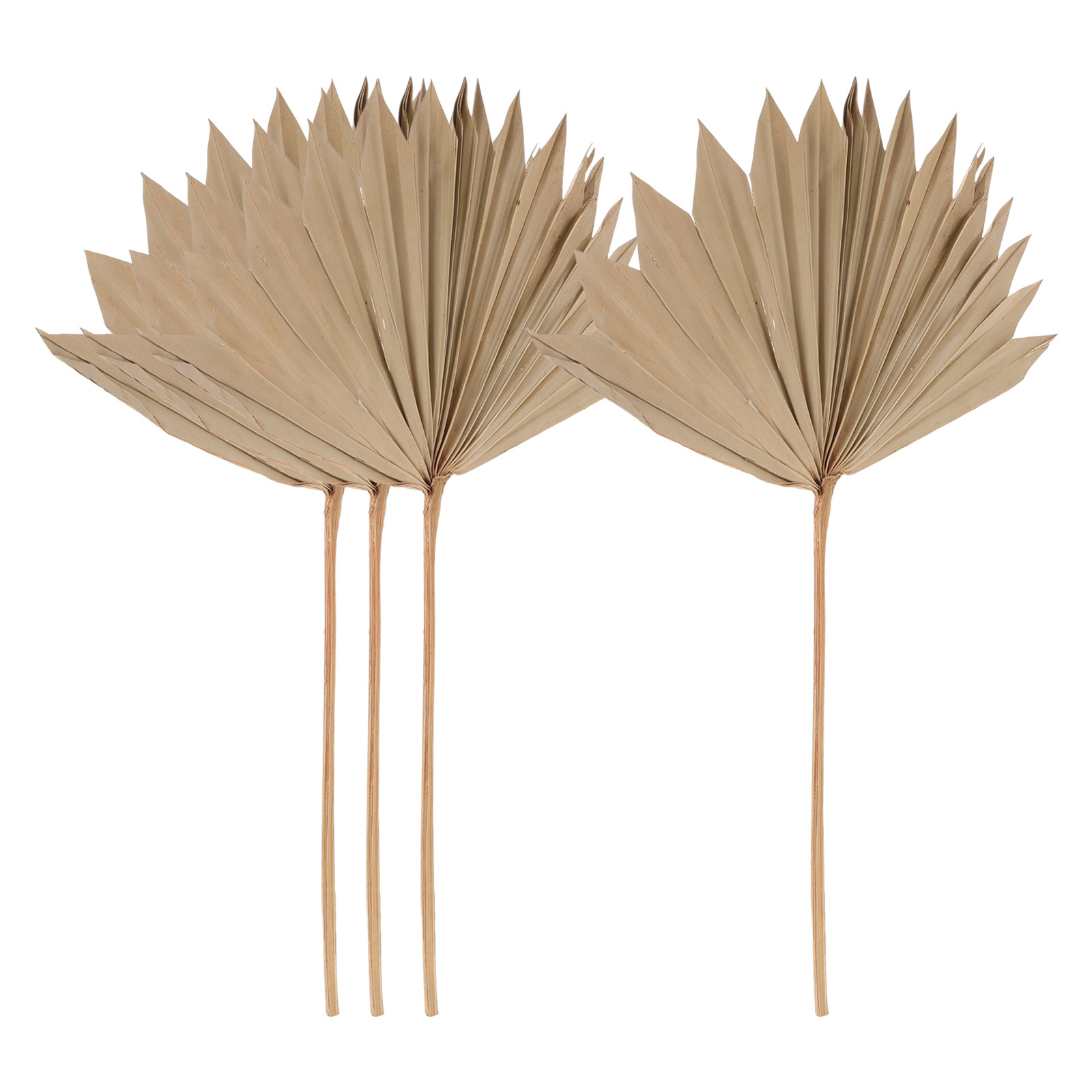 4Pcs Dried Palm Leaf Decor Nat - đánh giá và giá Palm Leaf Dried