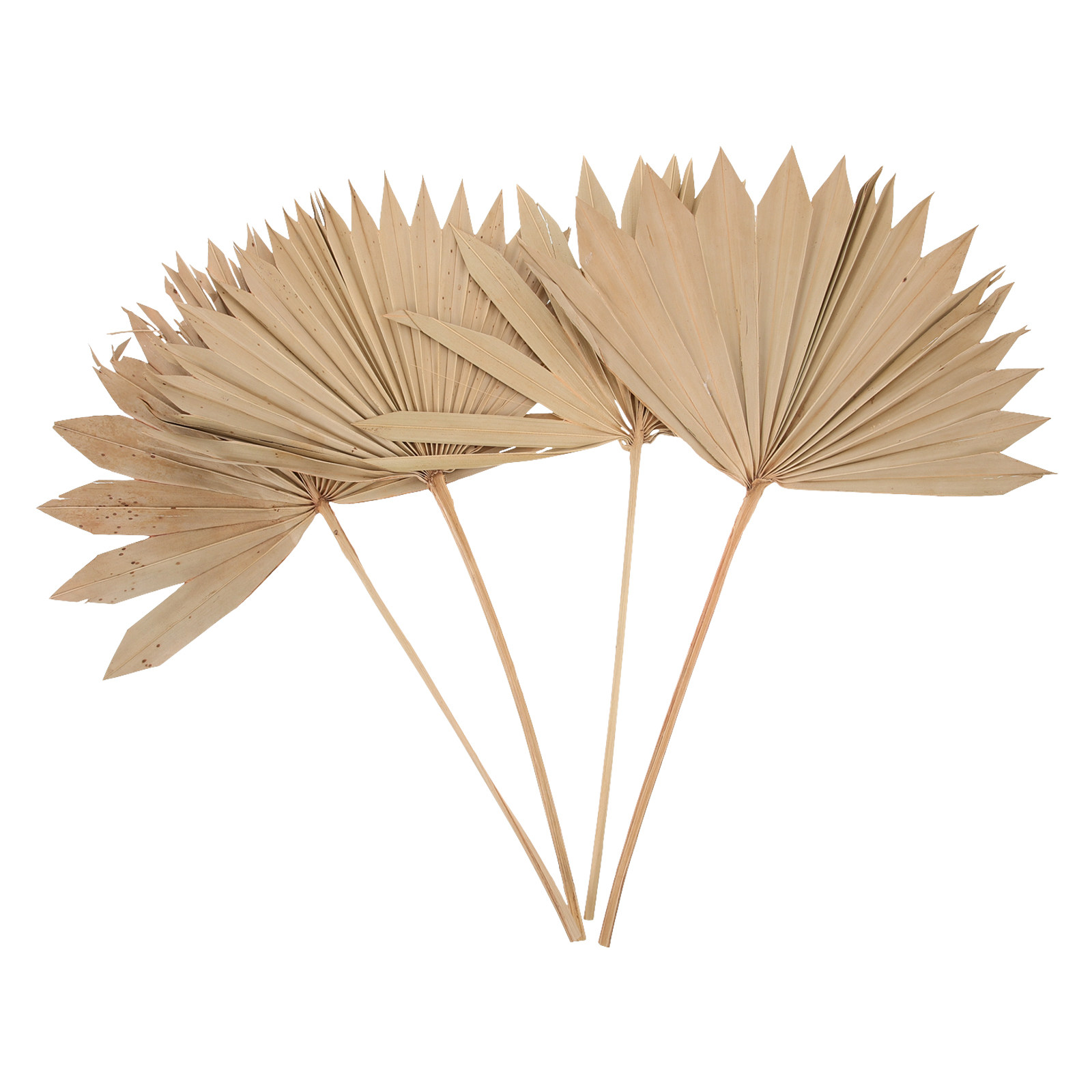4Pcs Dried Palm Leaf Fan Decor - đánh giá và giá Palm Leaf Dried