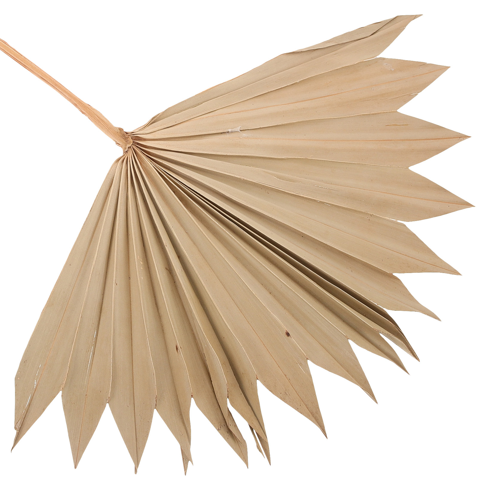 4Pcs Dried Palm Leaves Decor N - đánh giá và giá Palm Leaf Dried