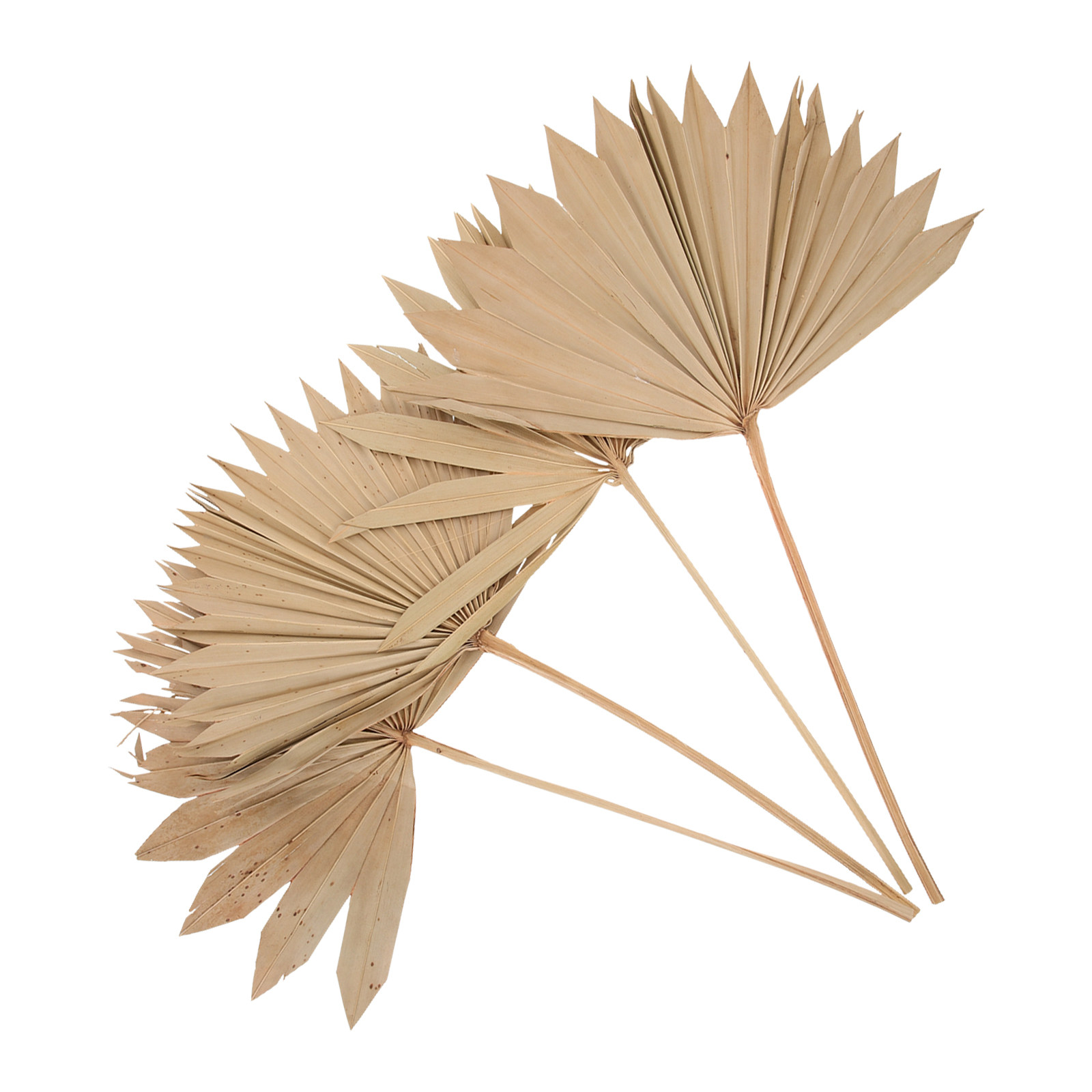 4Pcs Dried Palm Leaves Decor N - đánh giá và giá Palm Leaf Dried