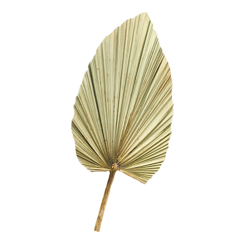 1Pcs Dried Palm Leaf Decor Nat - đánh giá và giá Palm Leaf Dried