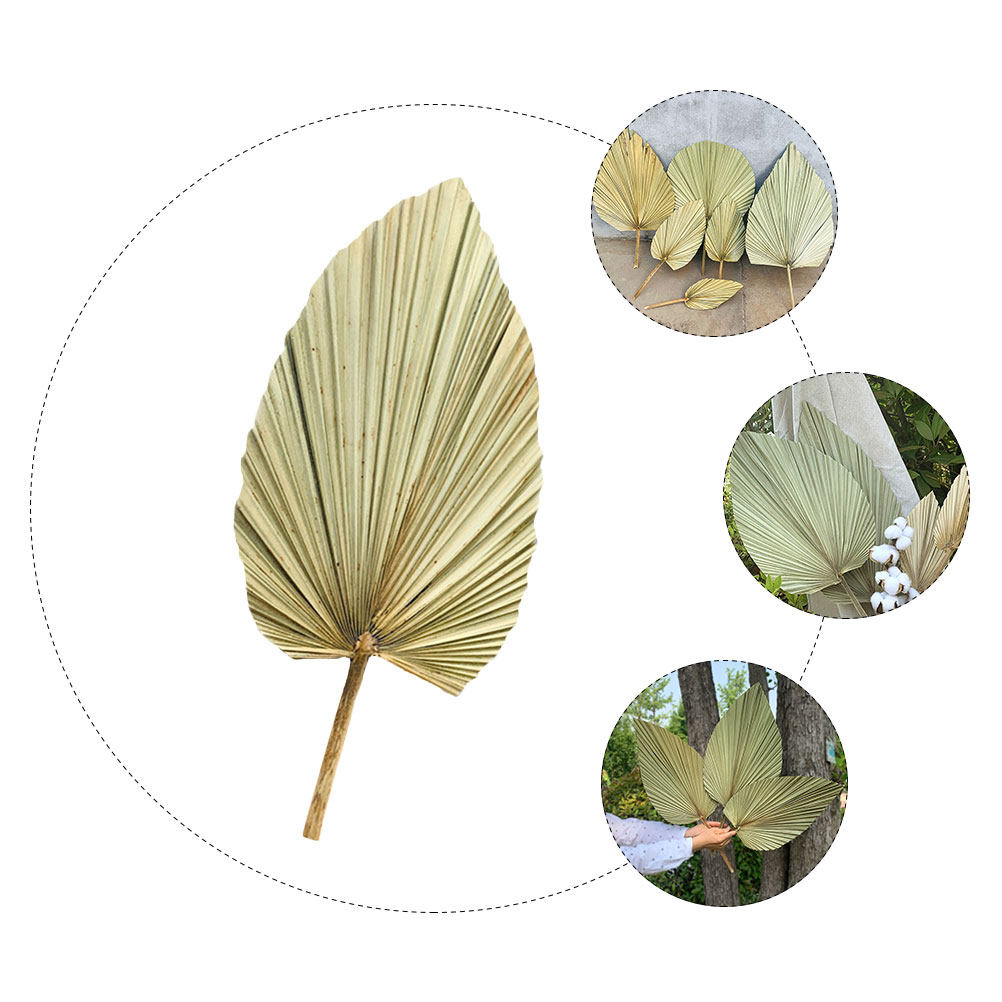 1Pcs Dried Palm Leaf Decor Nat - đánh giá và giá Palm Leaf Dried